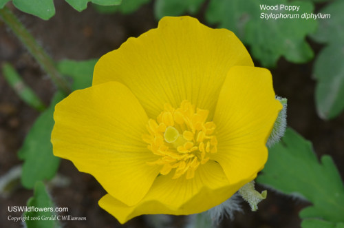 Wood Poppy, Celandine Poppy - Stylophorum diphyllum