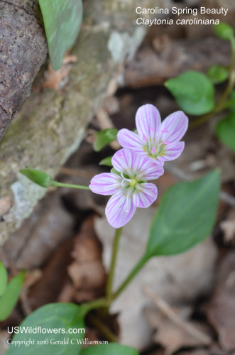 Carolina Spring Beauty, Wide-leaved Spring Beauty - Claytonia caroliniana