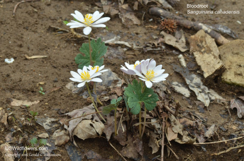 Bloodroot, Red Indian Paint, Red Puccoon - Sanguinaria canadensis