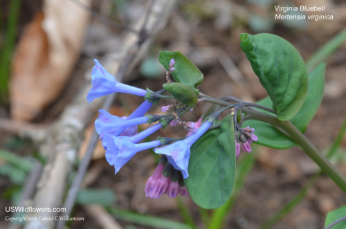Virginia Bluebells - Mertensia virginica