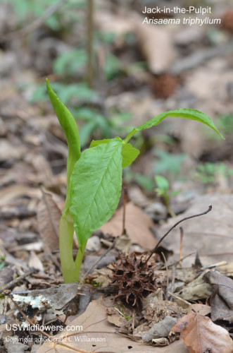 Jack-in-the-Pulpit, Indian Turnip, Jack in the Pulpit, - Arisaema triphyllum