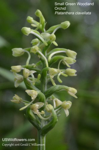 Small Green Woodland Orchid - Platanthera clavellata