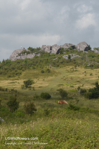 Grayson Highlands State Park - Horizon Cluster and Wild Pony