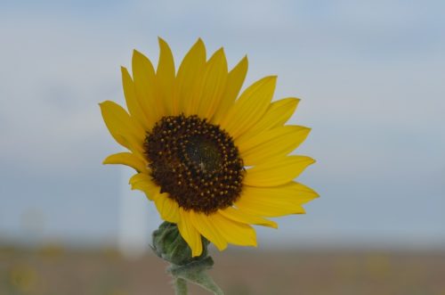 Kansas State Flower - Sunflower