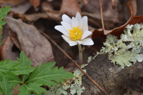 Bloodroot at The Pocket