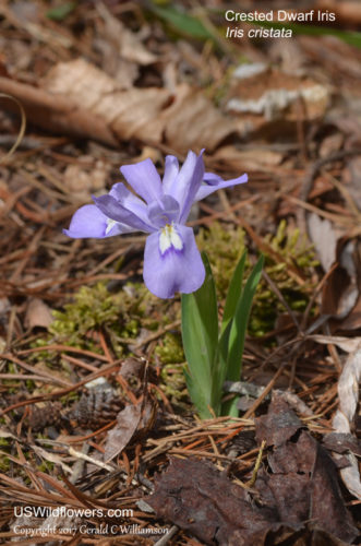 Crested Dwarf Iris - Iris cristata