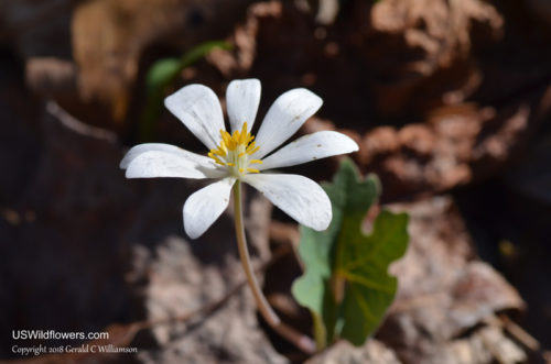 Bloodroot at The Pocket