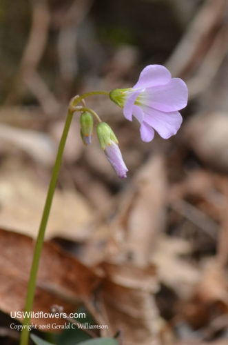Violet Wood Sorrel - Oxalis violacea