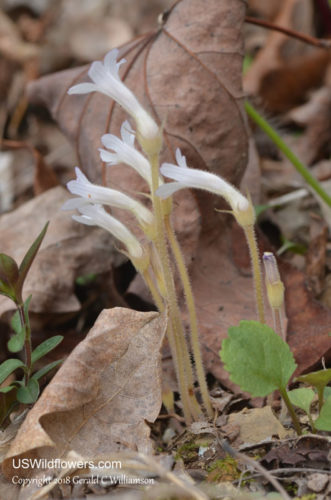 One-flowered Broomrape ; One-flowered Cancer Root, Ghostpipe, Naked Broomrape - Orobanche uniflora