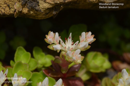 Woodland Stonecrop, Wild Stonecrop, Woods Stonecrop - Sedum ternatum