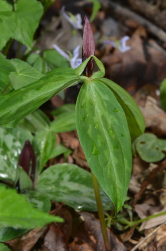 Lanceleaf Trillium - Trillium lancifolium