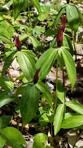 Lanceleaf Trillium, Lanceleaf Wakerobin - Trillium lancifolium